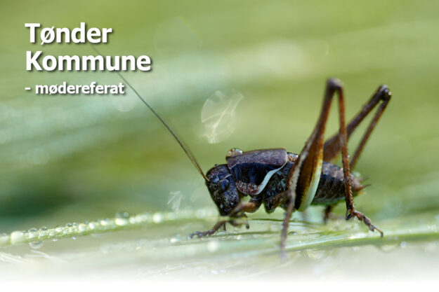 Mødereferat Tønder Kommune